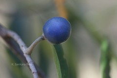 Elaeocarpus angustifolius